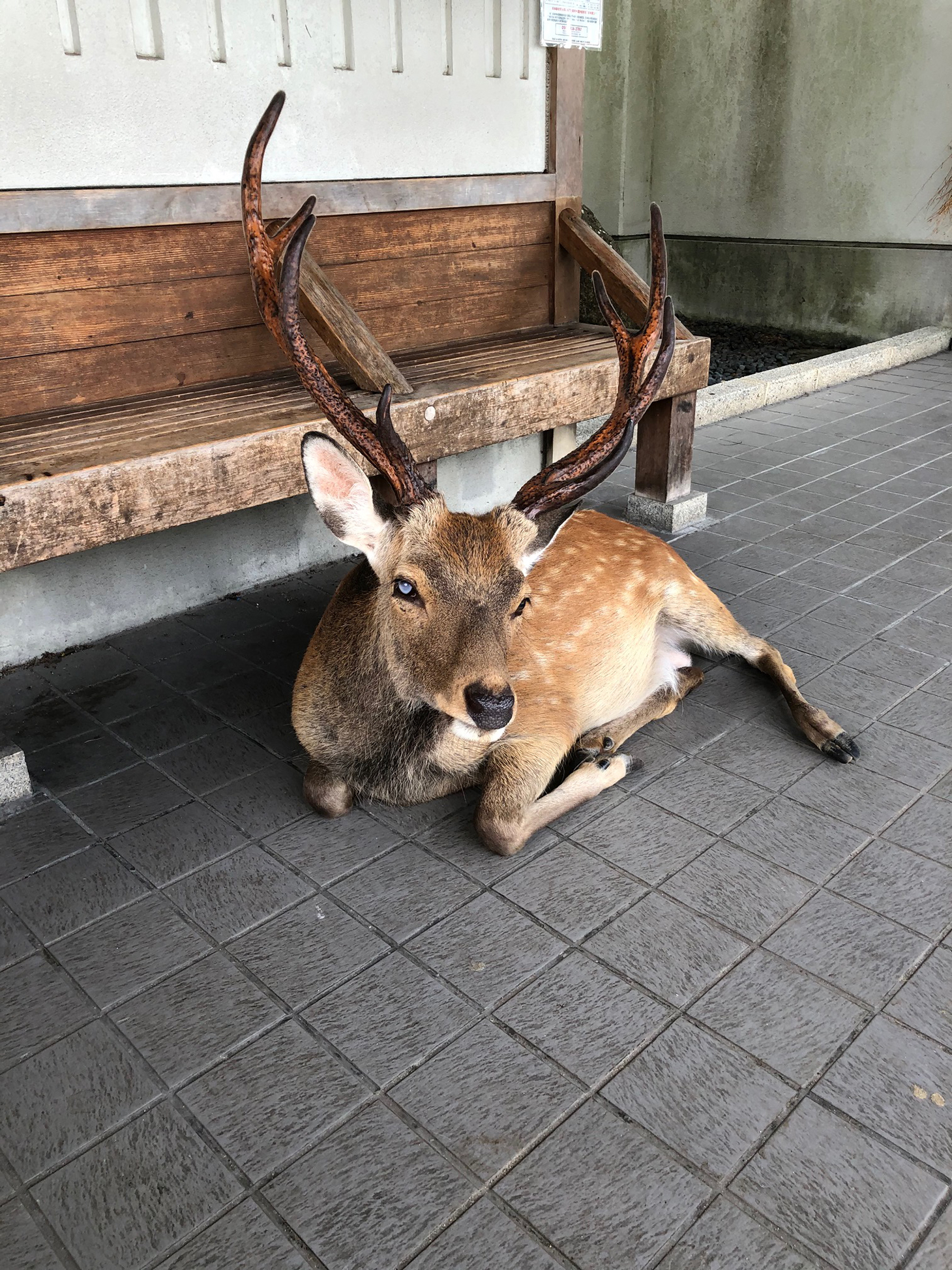 奈良公園の鹿