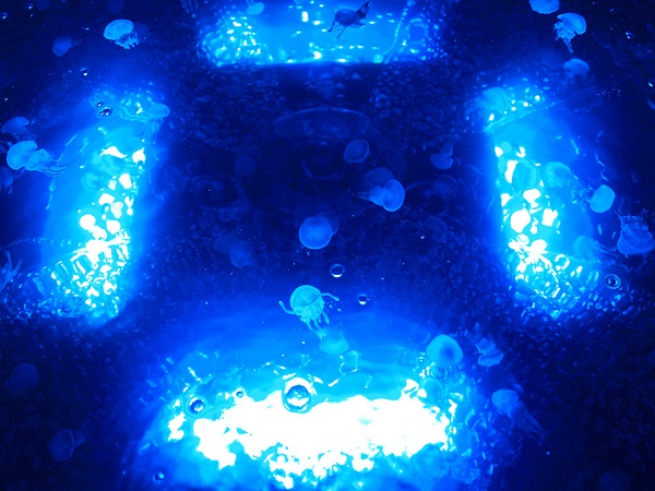 アートとしてのアクアリウム