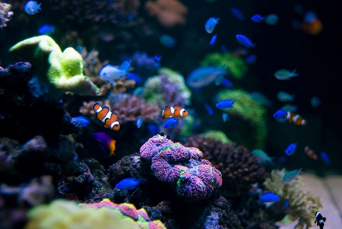 水の生き物がもたらす様々な影響
