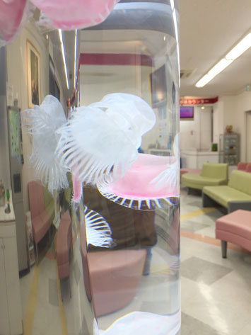 クラゲ水槽