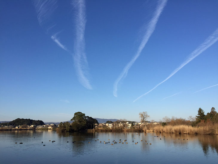 クラゲ水槽