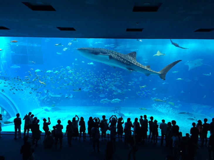 クラゲ水槽