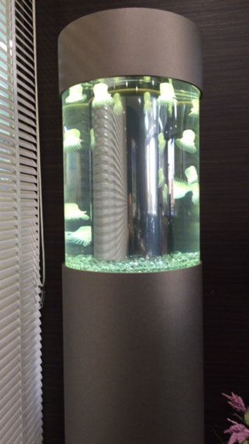 クラゲ水槽