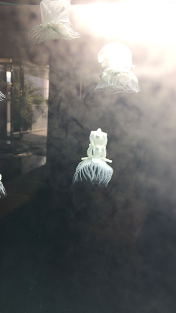 クラゲ水槽