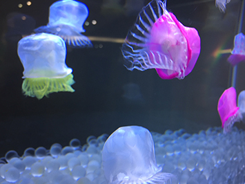 色付きのクラゲ