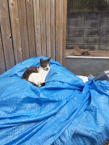 工房の塀メンテナンス