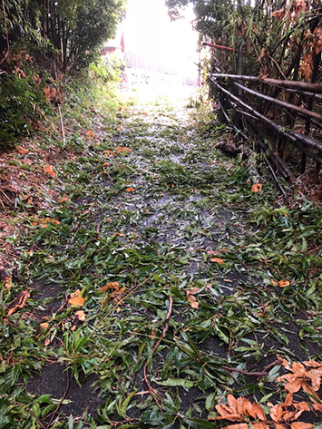 台風のあと