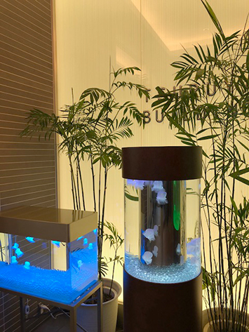 クラゲ水槽