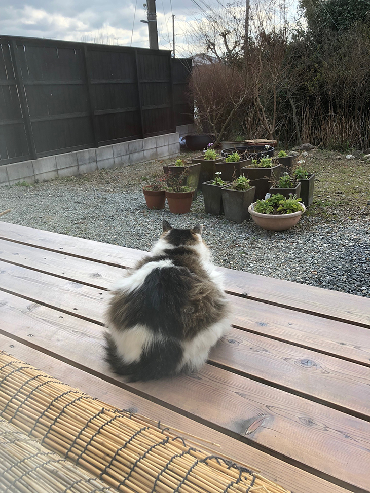 猫