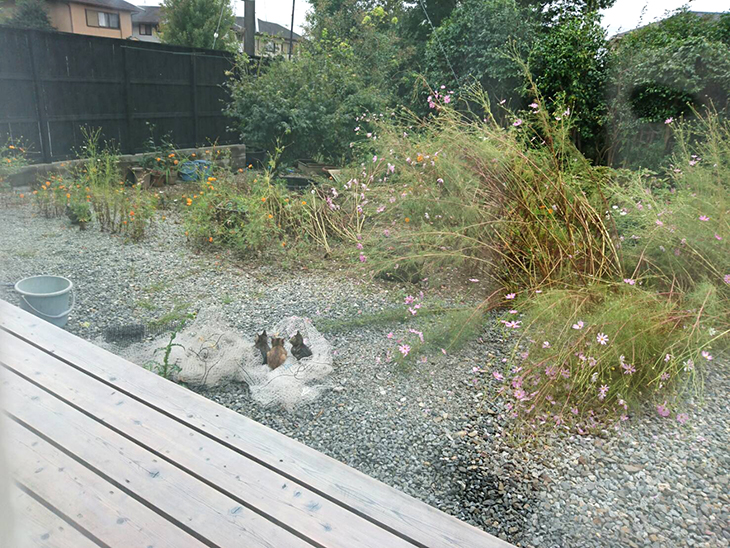 庭