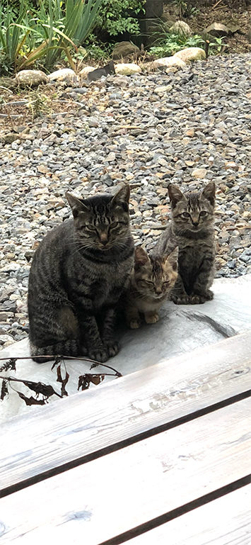 猫塚の猫たち