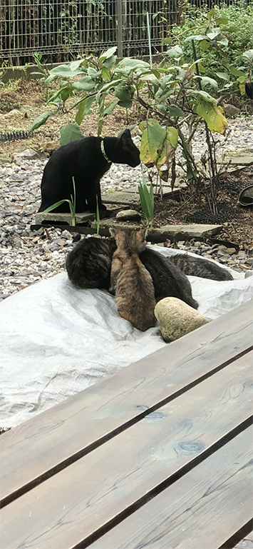 猫塚の猫たち