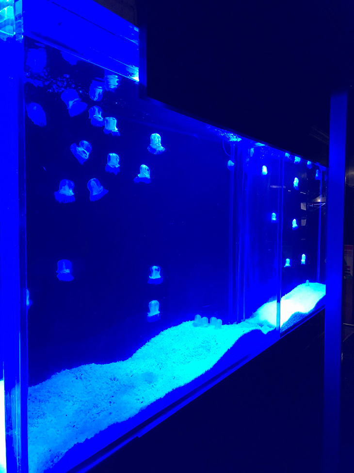 大型のクラゲ水槽