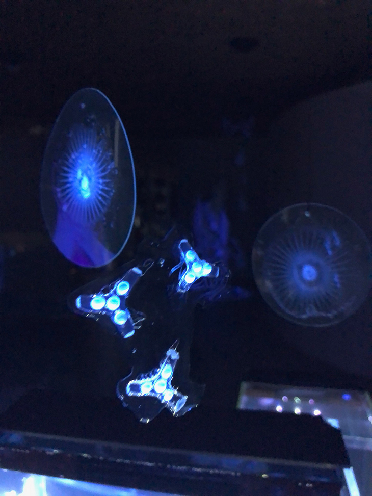 クラゲの化石（クラゲの墓標）