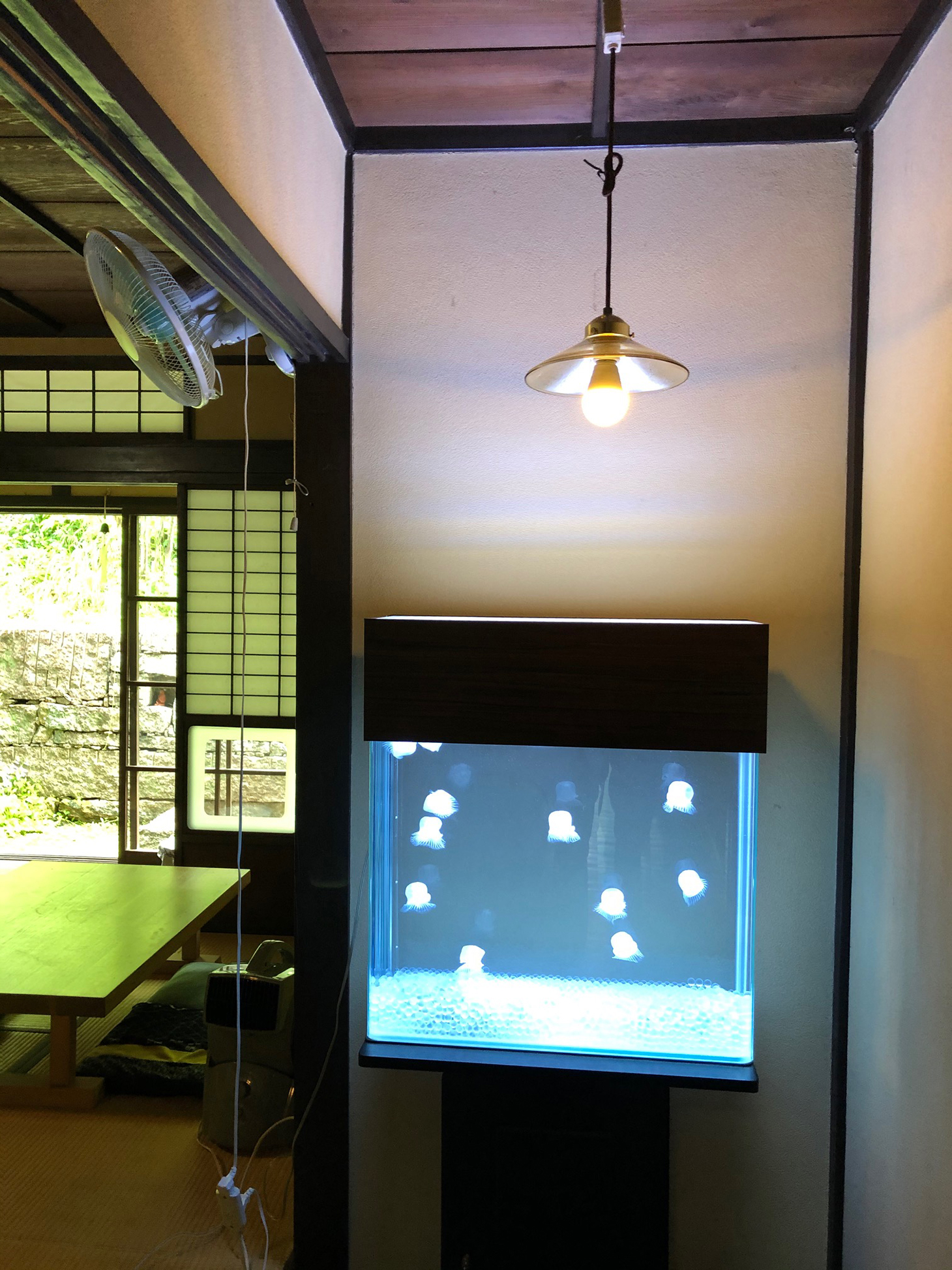 発酵薬膳料理らふぁえろのクラゲ水槽