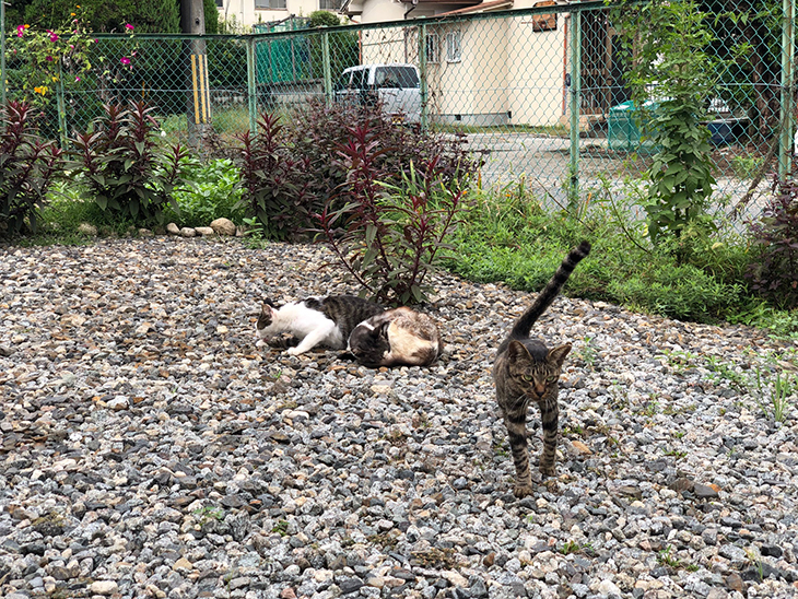 猫