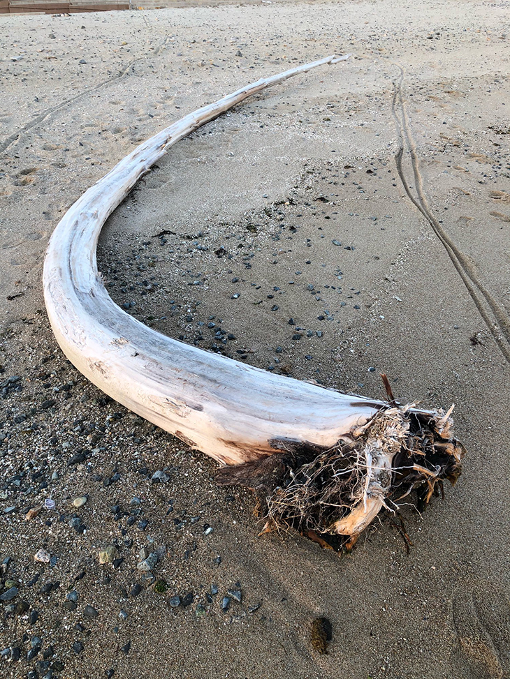海岸