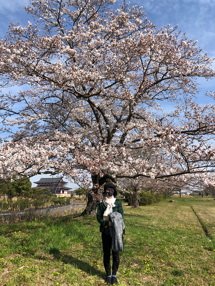 平城宮跡の桜