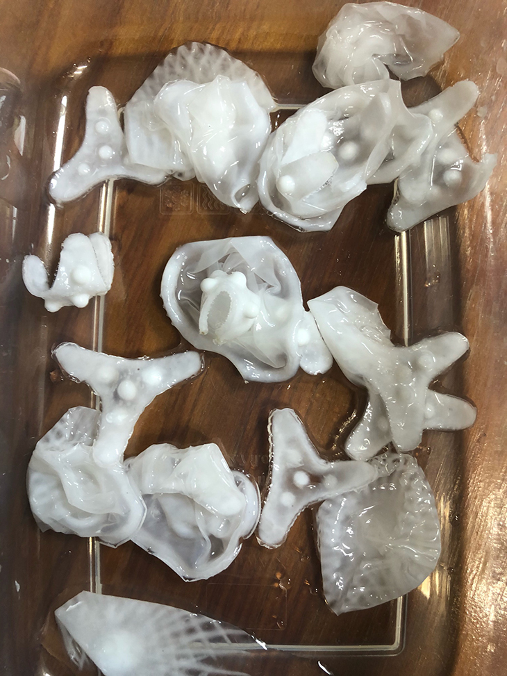 壊れたクラゲ