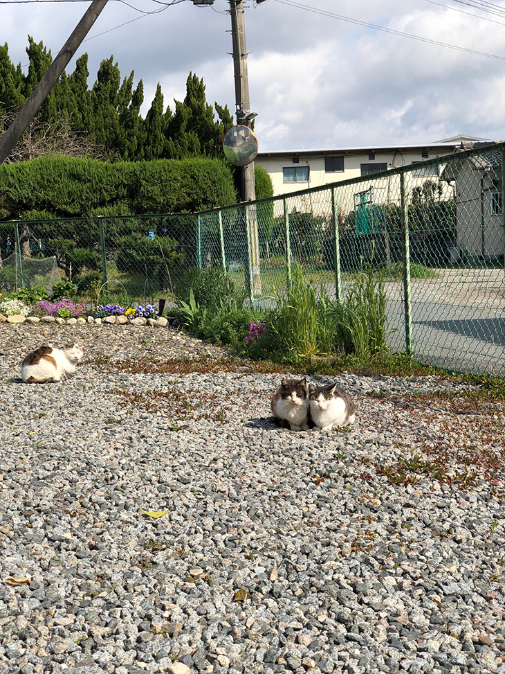 猫