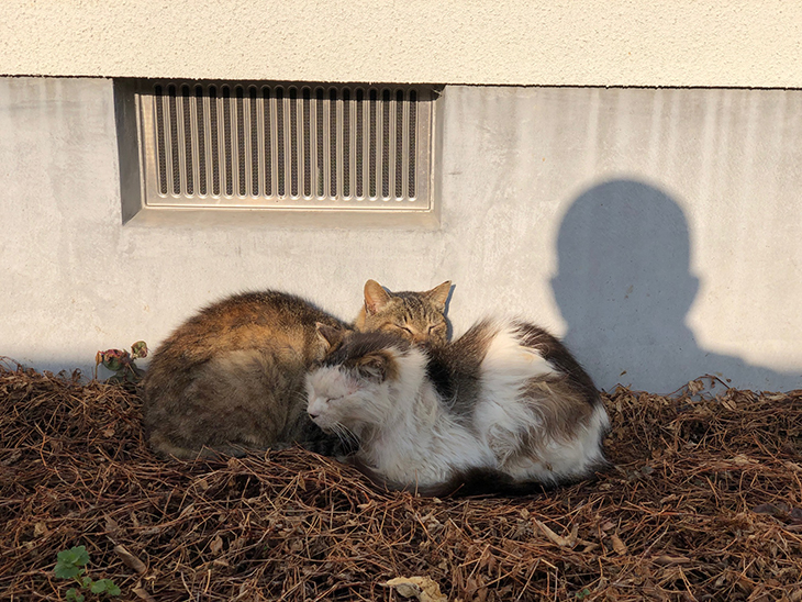 猫