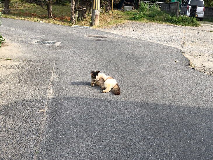 猫