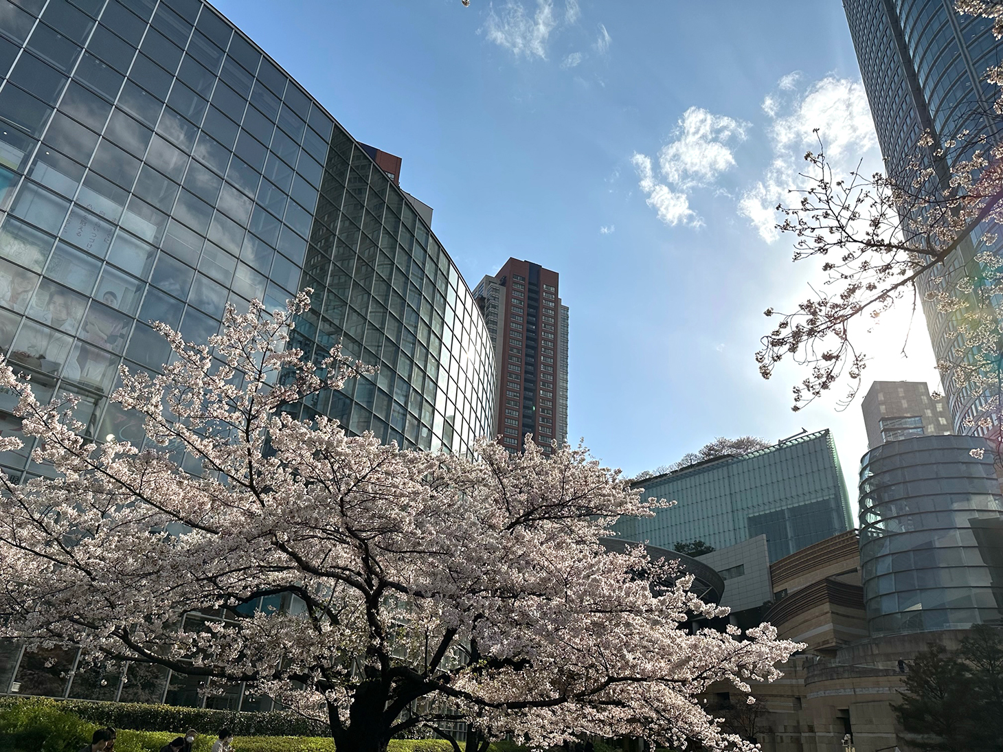 東京のサクラ