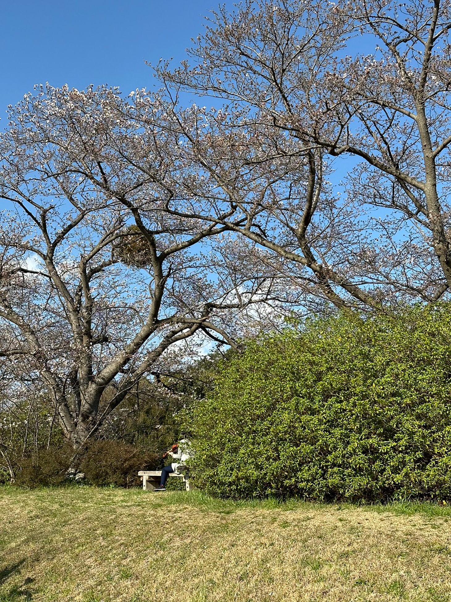 平城宮跡の桜