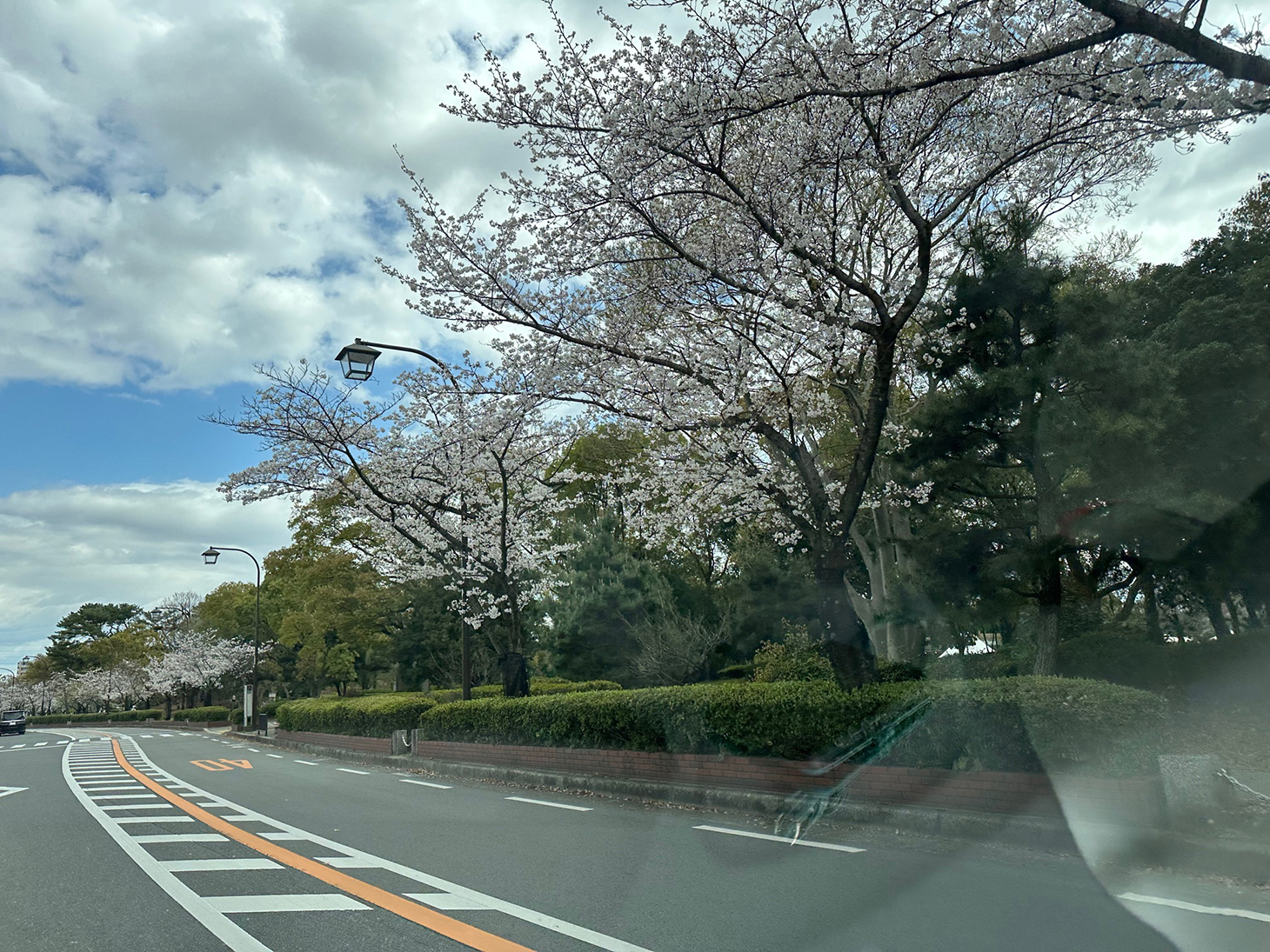 堺の桜並木